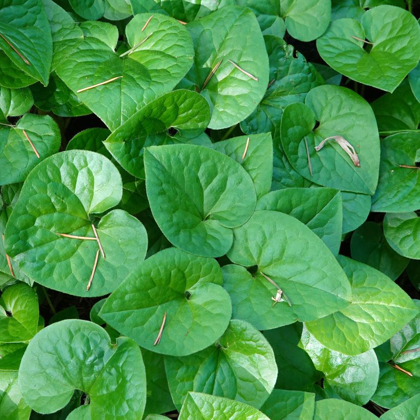 Asarum caudatum (Folhagem)