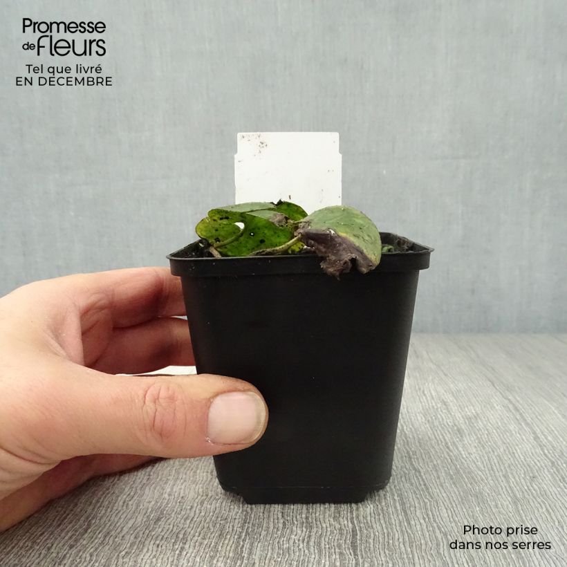 Amostra de Asarum europaeum - Asaret d'Europe Vaso de 8/9 cm tal como entregue no inverno