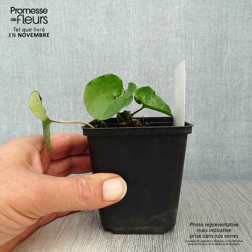 Amostra de Asarum europaeum - Asarabaca Vaso de 8/9 cm tal como entregue no outono