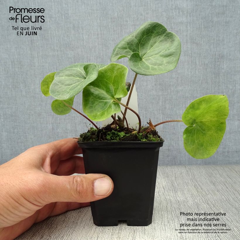 Amostra de Asarum europaeum Vaso de 8/9 cm tal como entregue no verão