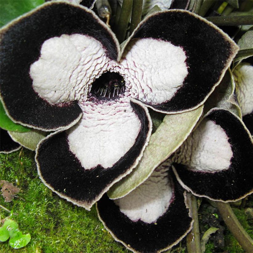 Asarum maximum Giant (Floração)