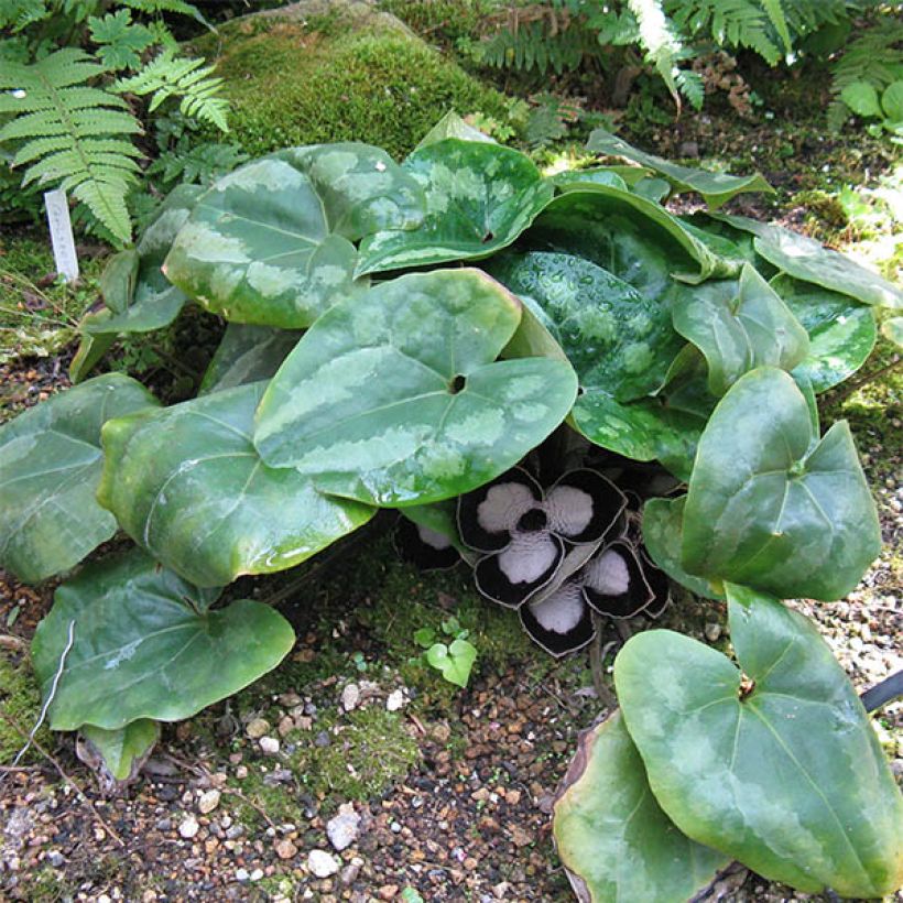 Asarum maximum Giant (Hábito)