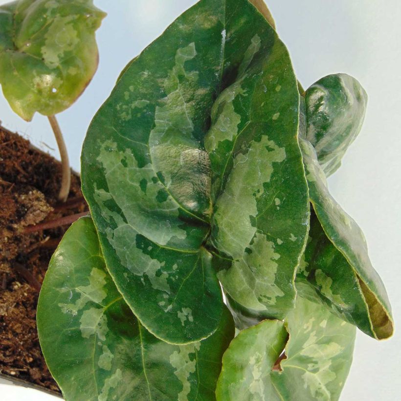 Asarum maximum Giant (Folhagem)