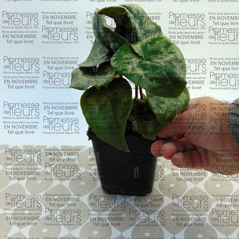 Exemplo de amostra de Asarum maximum Giant - Asaret Vaso de 8/9 cm tal como entregue