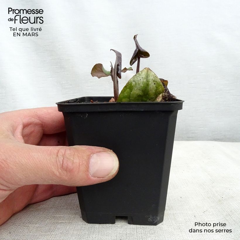 Amostra de Asarum maximum Ling Ling - Asaret Vaso de 8/9 cm tal como entregue no inverno