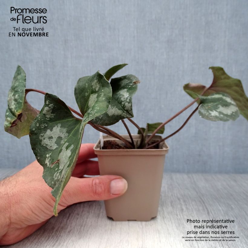 Amostra de Asarum maximum Ling Ling Vaso de 8/9 cm tal como entregue no outono