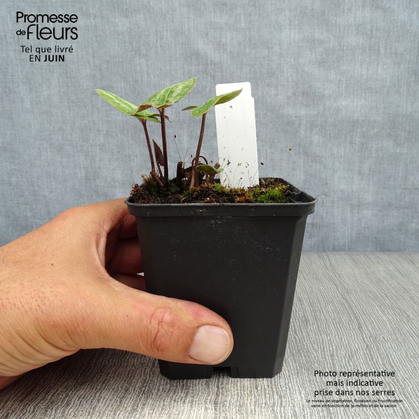 Amostra de Asarum maximum Ling Ling Vaso de 8/9 cm tal como entregue no verão