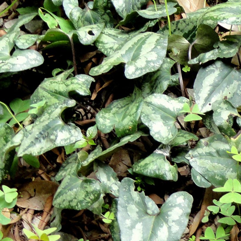 Asarum splendens (Folhagem)