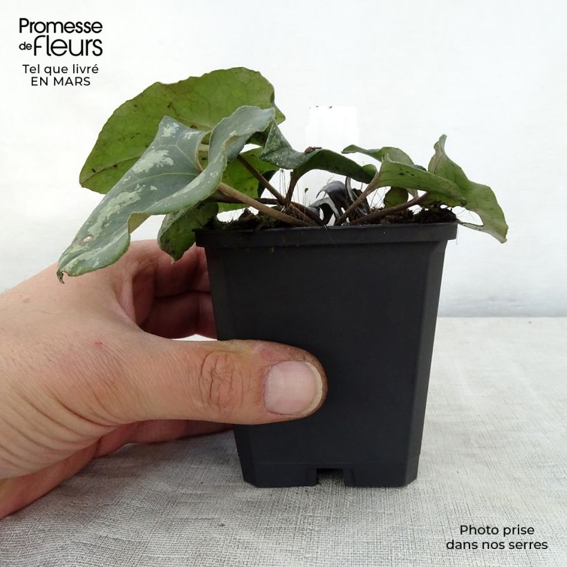 Amostra de Asarum splendens Vaso de 8/9 cm tal como entregue na primavera