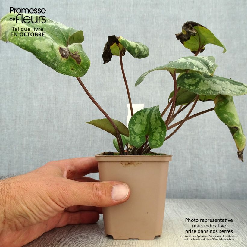 Amostra de Asarum splendens Vaso de 8/9 cm tal como entregue no outono