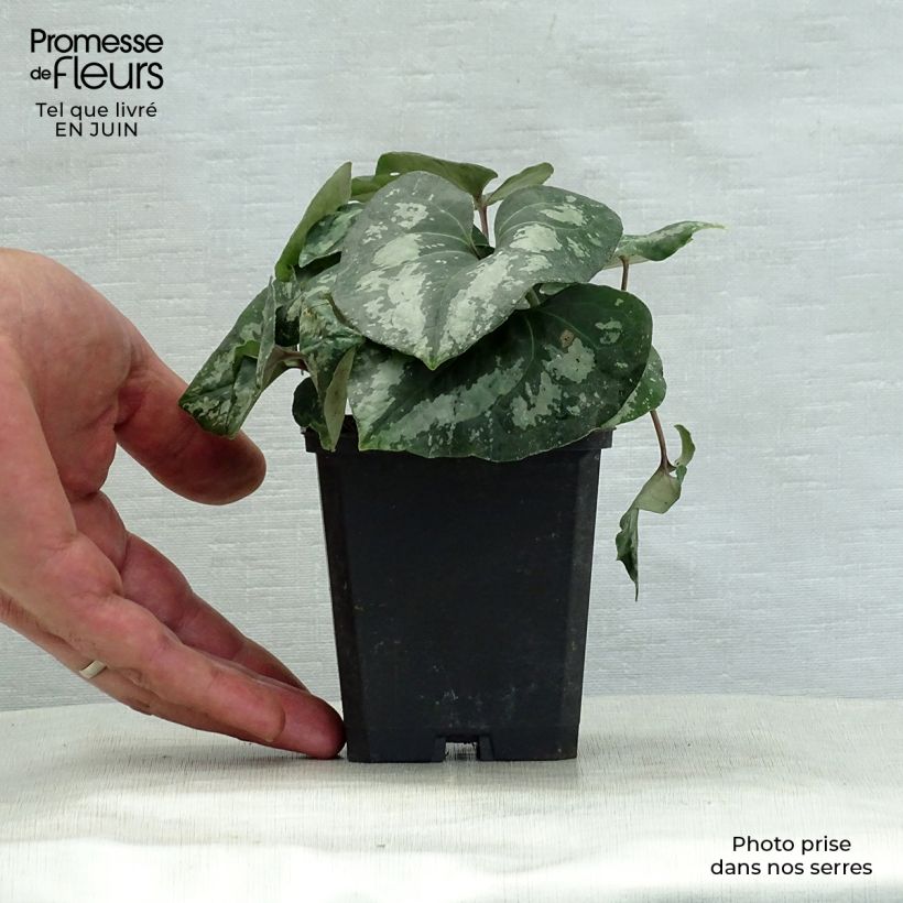 Amostra de Asarum splendens Vaso de 8/9 cm tal como entregue no verão