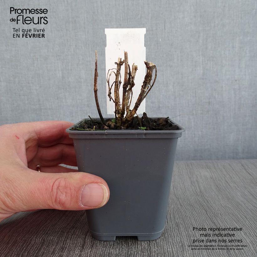 Amostra de Asclépiade de Curaçao, Asclepias curassavica Vaso de 8/9 cm tal como entregue no inverno
