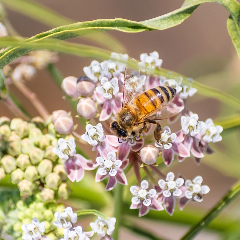 Asclepias fascicularis (Floração)