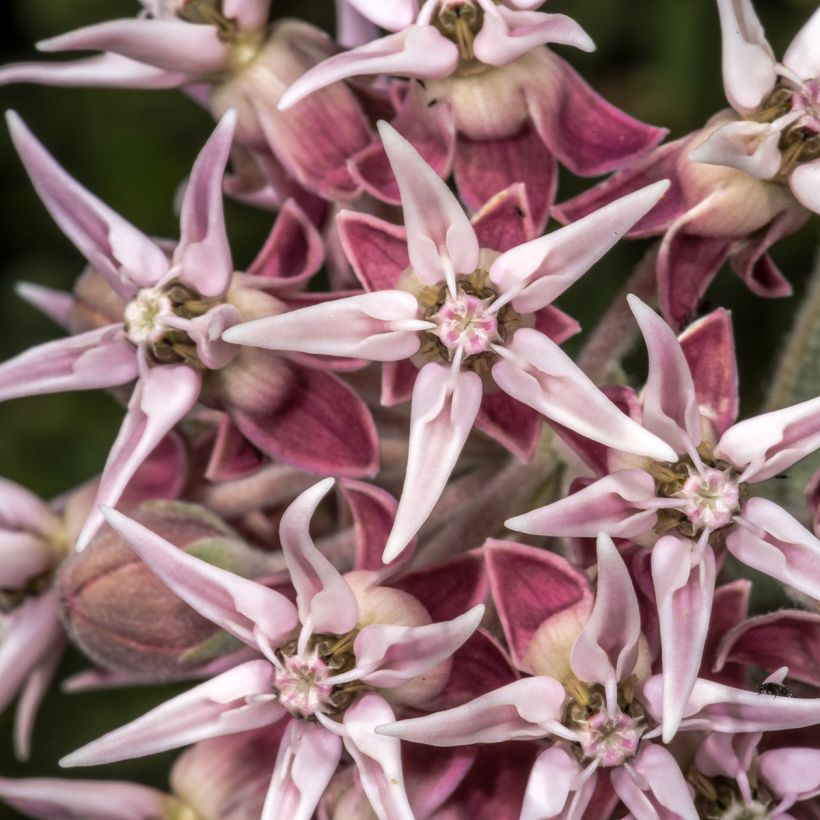 Asclepias speciosa (Floração)