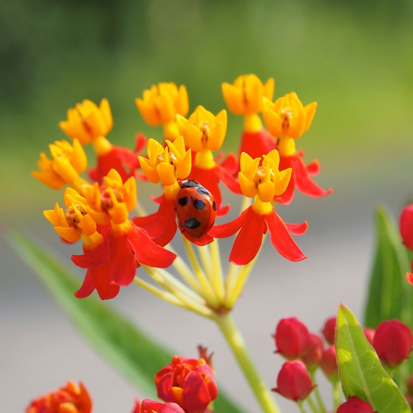 Asclepias curassavica (Floração)