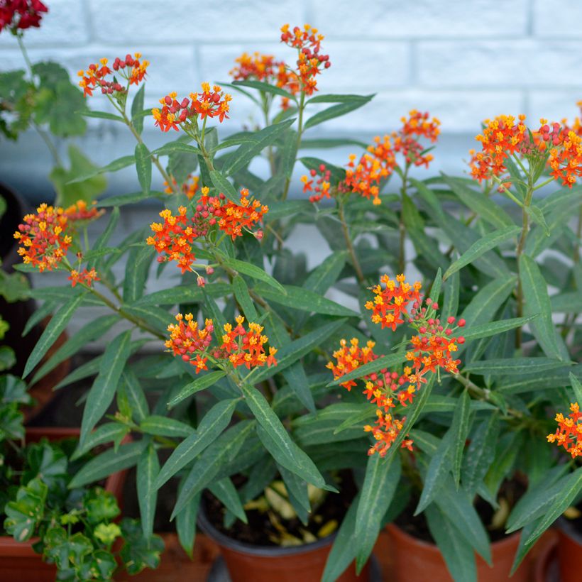 Asclepias curassavica (Hábito)