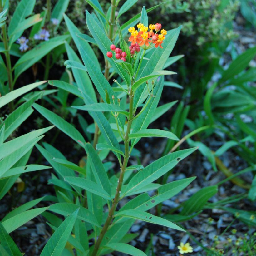 Asclepias curassavica (Folhagem)