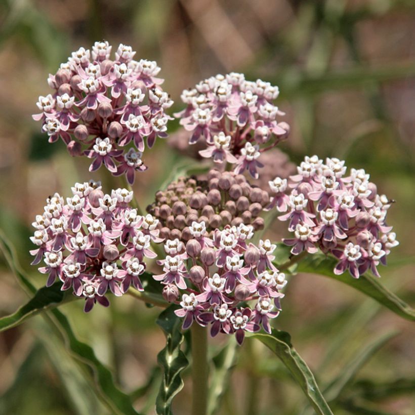 Asclepias fascicularis (Floração)