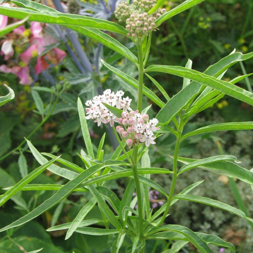 Asclepias fascicularis (Hábito)