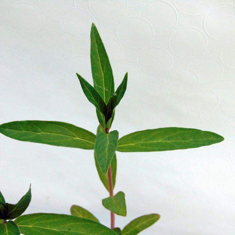 Asclepias incarnata (Folhagem)