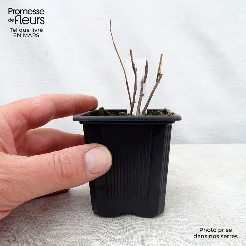 Amostra de Asclepias incarnata Vaso de 8/9 cm tal como entregue na primavera