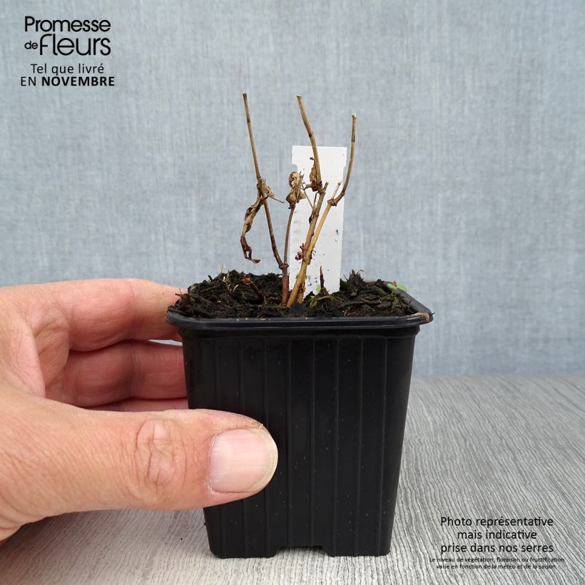 Amostra de Asclepias incarnata Vaso de 8/9 cm tal como entregue no outono