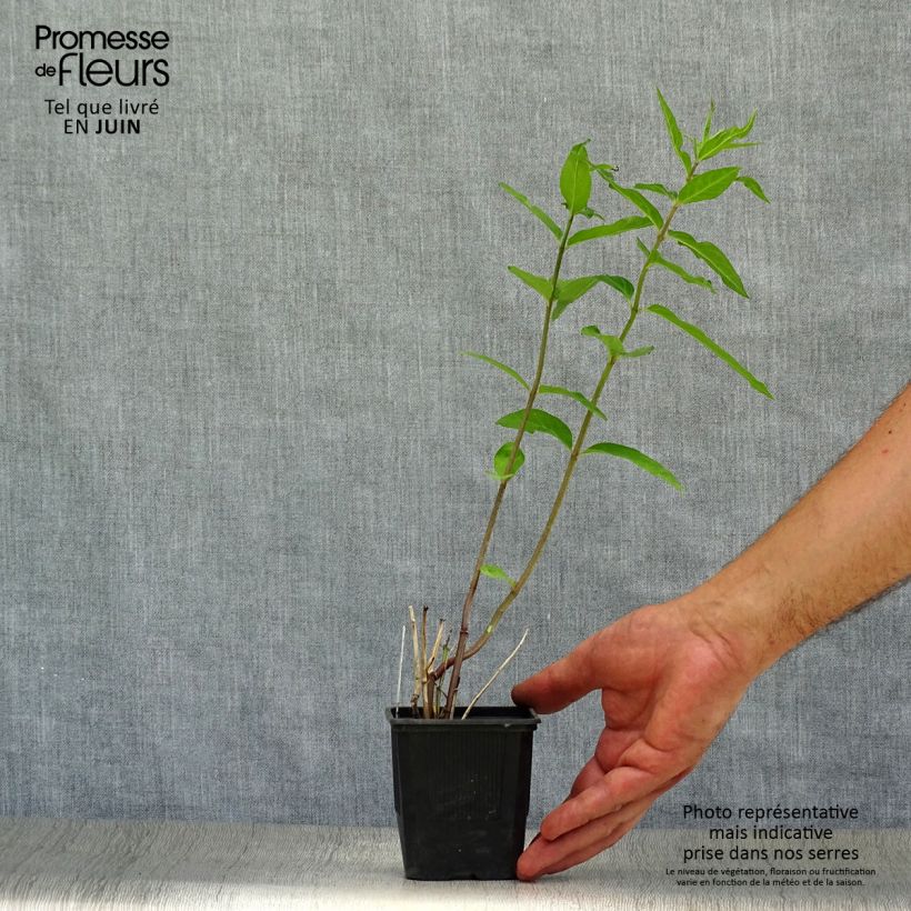 Amostra de Asclepias incarnata Vaso de 8/9 cm tal como entregue no verão