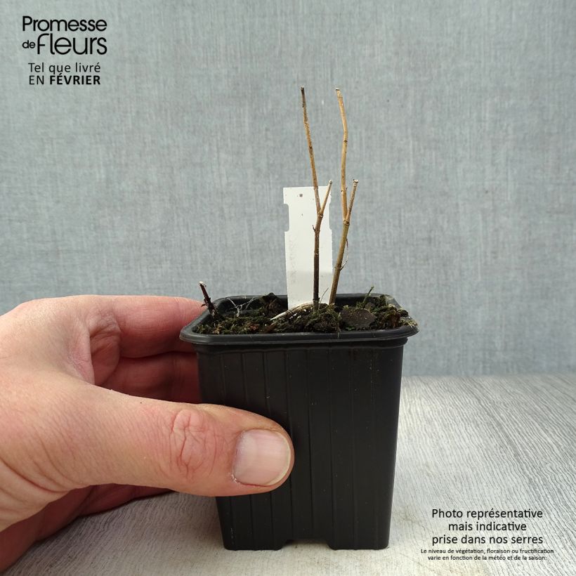 Amostra de Asclepias incarnata Vaso de 8/9 cm tal como entregue no inverno