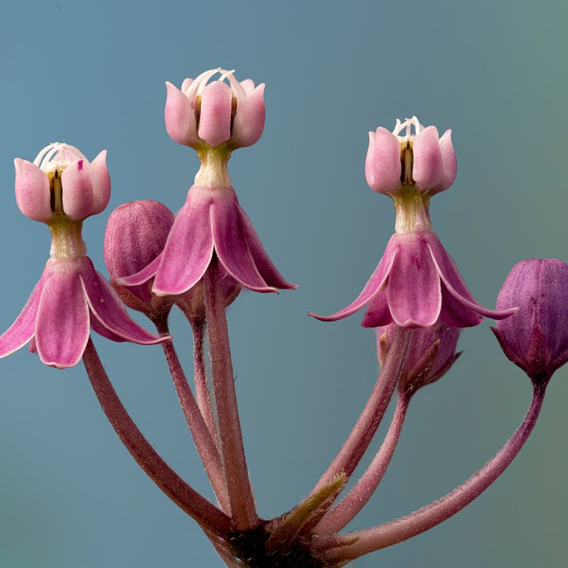 Asclepias incarnata (Floração)