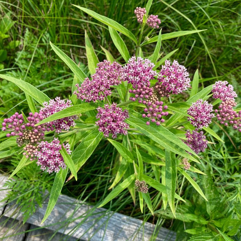 Asclepias incarnata (Hábito)