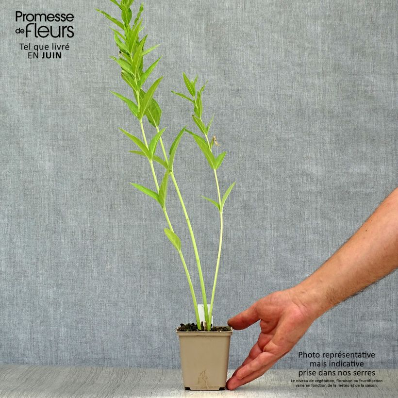 Amostra de Asclepias incarnata Ice Ballet Vaso de 8/9 cm tal como entregue no verão
