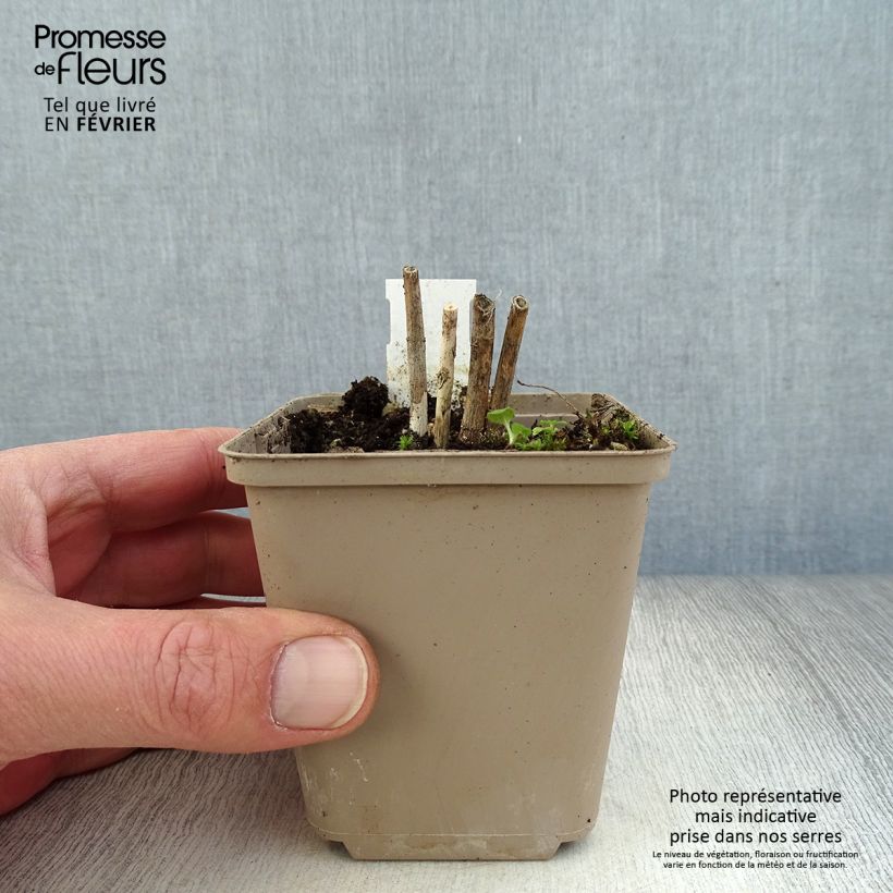 Amostra de Asclepias incarnata Ice Ballet Vaso de 8/9 cm tal como entregue no inverno