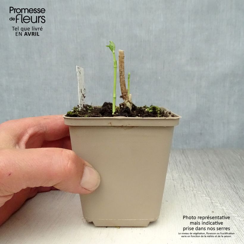 Amostra de Asclepias incarnata Ice Ballet Vaso de 8/9 cm tal como entregue na primavera