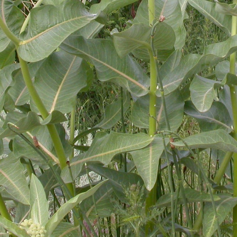Asclepias speciosa (Folhagem)