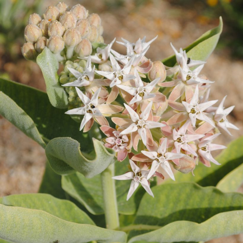 Asclepias speciosa (Floração)