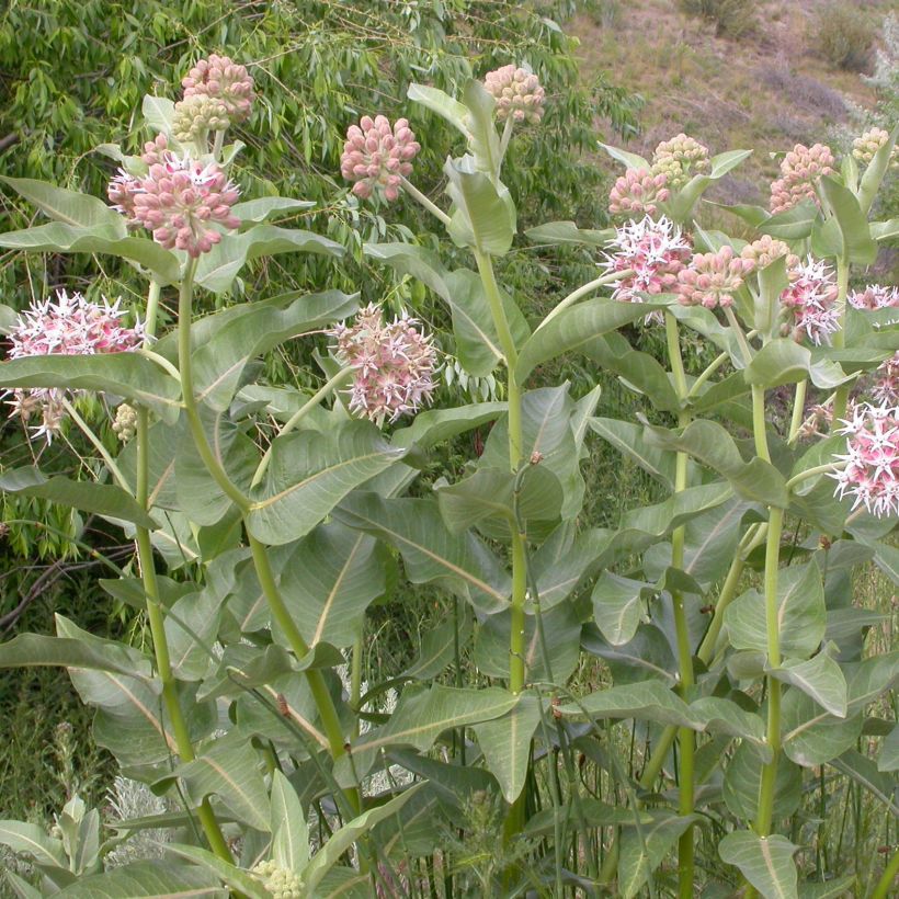Asclepias speciosa (Hábito)