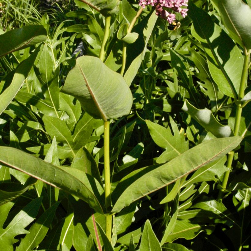 Asclepias sullivantii (Folhagem)