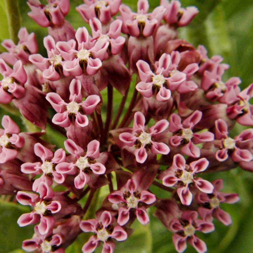 Asclepias sullivantii (Floração)
