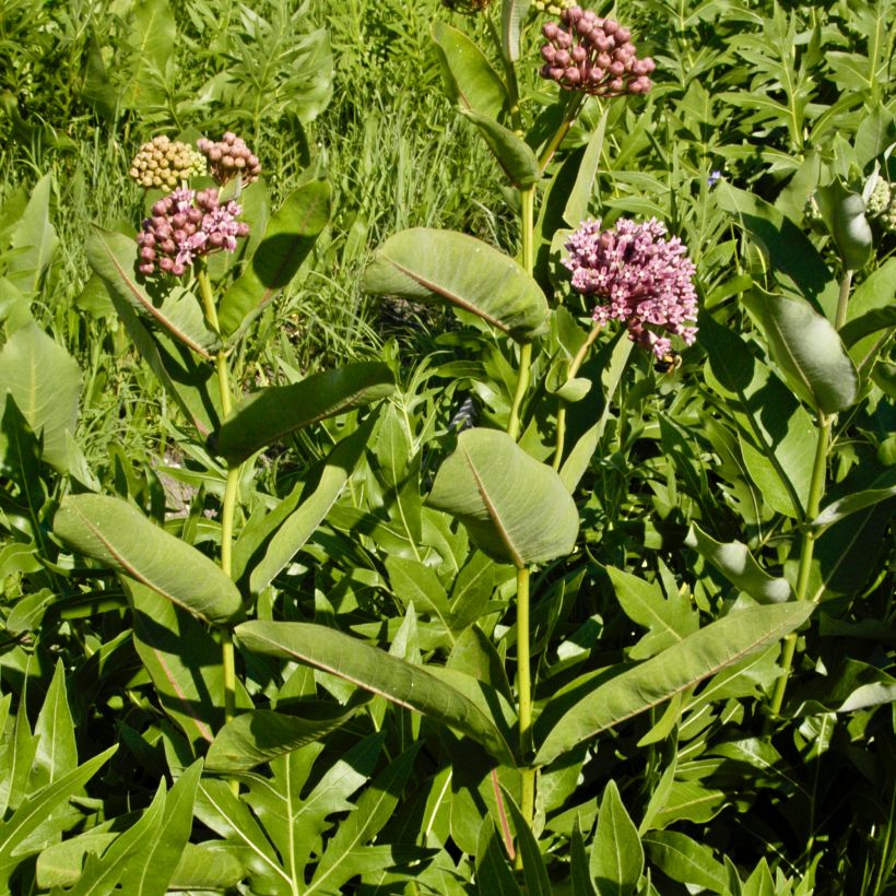 Asclepias sullivantii (Hábito)