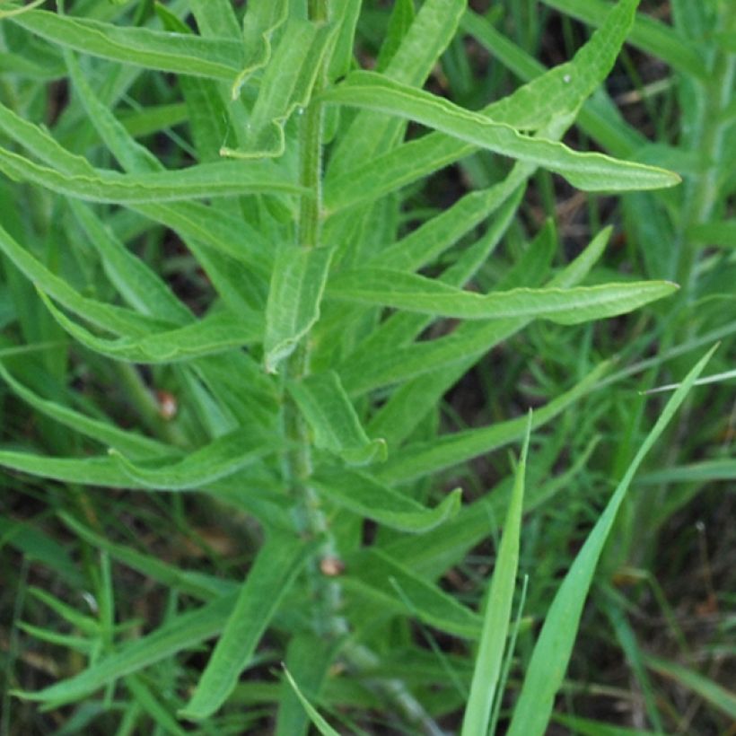 Asclepias tuberosa (Folhagem)