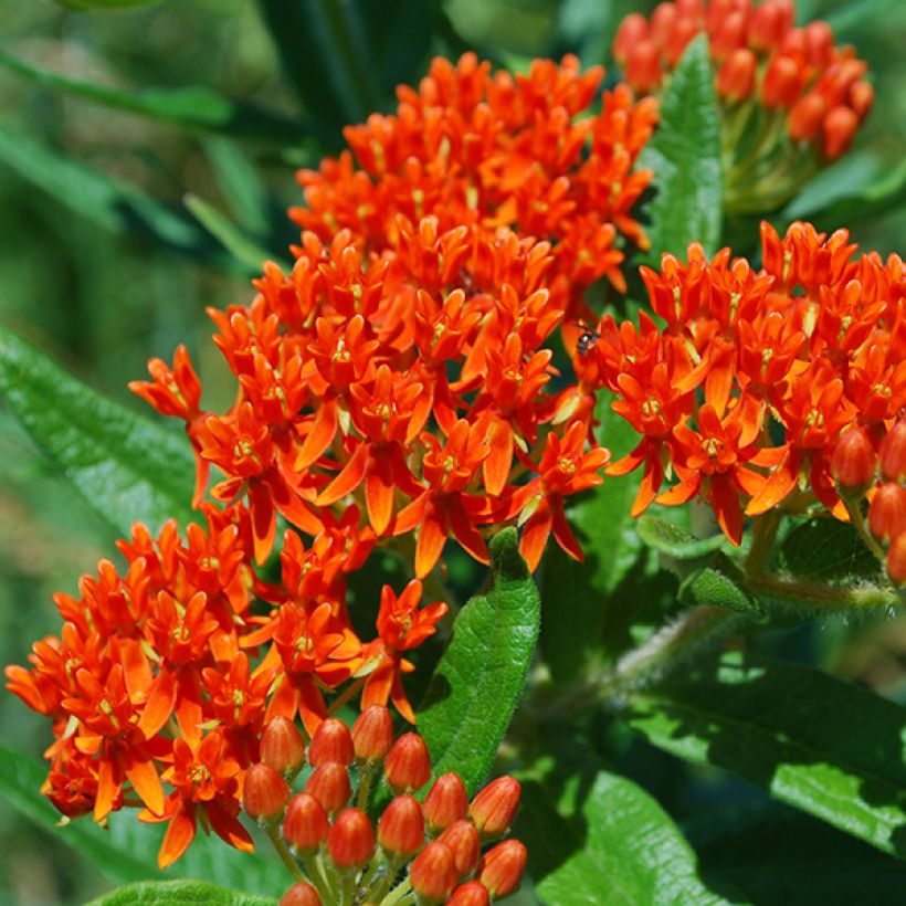 Asclepias tuberosa (Floração)
