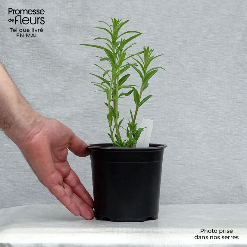 Amostra de Asclepias tuberosa Vaso de 7/8 cm tal como entregue na primavera