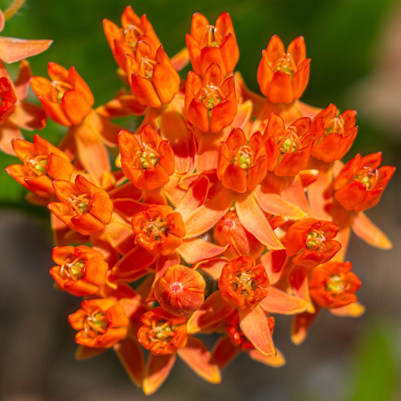 Asclepias tuberosa (Floração)