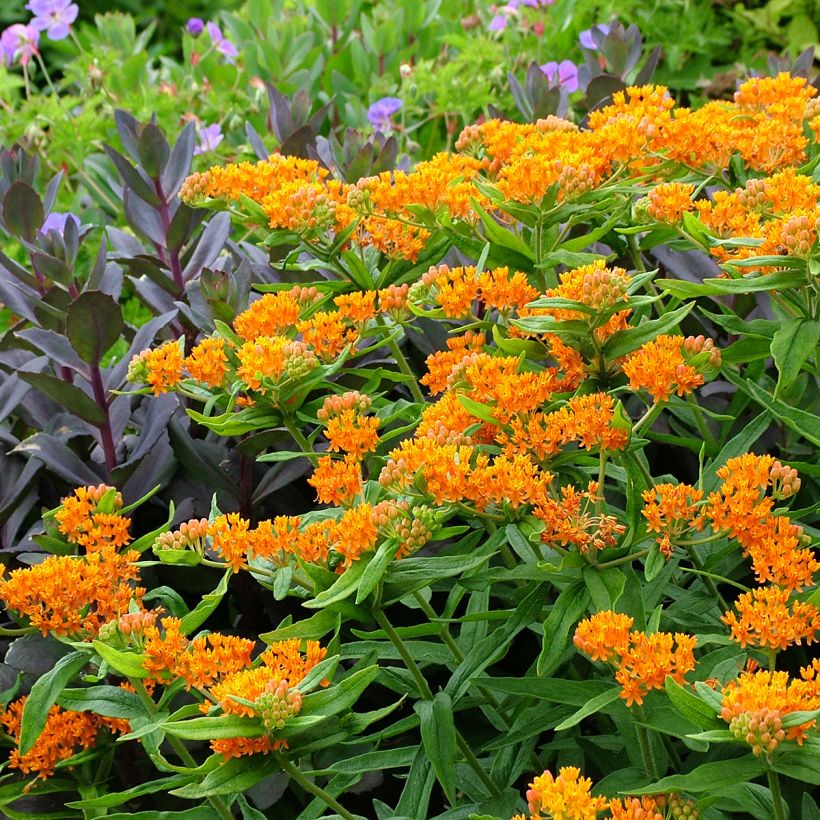 Asclepias tuberosa (Hábito)