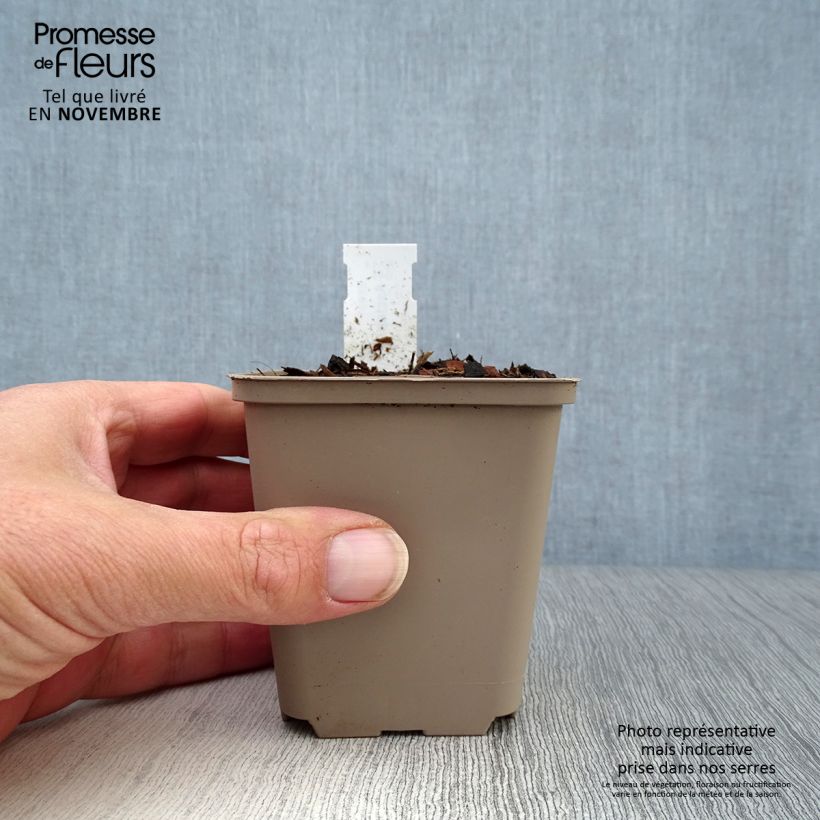 Amostra de Asclepias tuberosa Vaso de 7/8 cm tal como entregue no outono