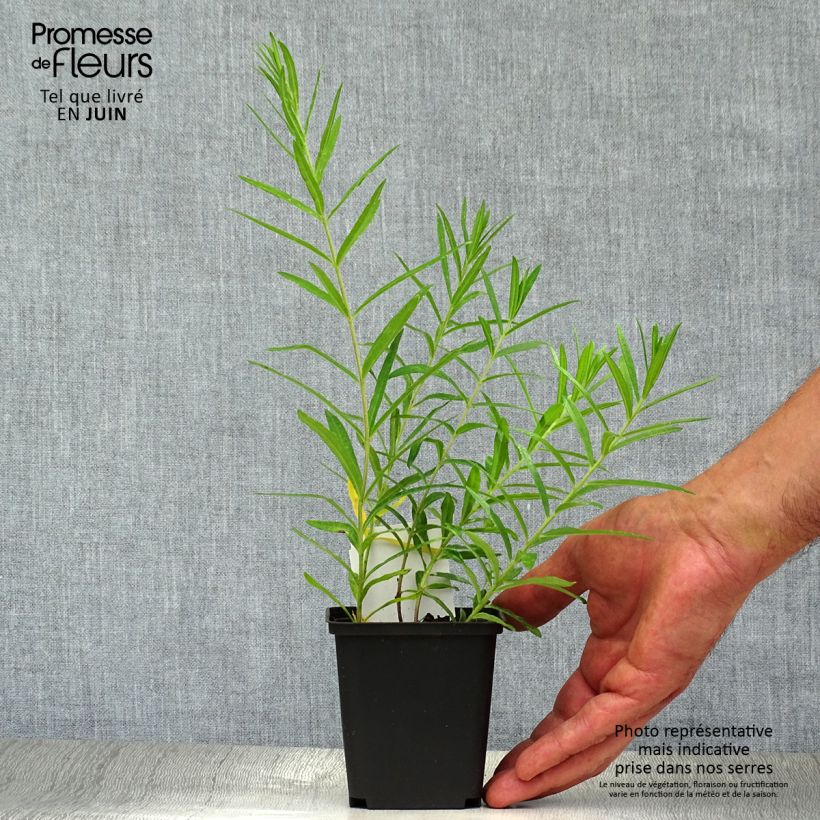 Amostra de Asclepias tuberosa Vaso de 7/8 cm tal como entregue no verão