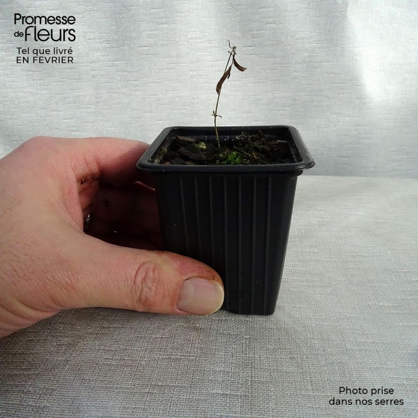 Amostra de Asclepias tuberosa - Asclépiade tubéreuse Vaso de 7/8 cm tal como entregue no inverno