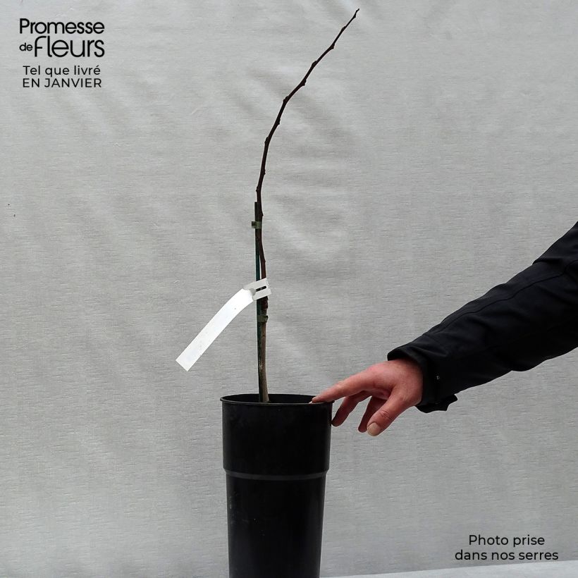 Amostra de Asimina Prima 1216 - Pawpaw Vaso de 4 L/5 L tal como entregue no inverno