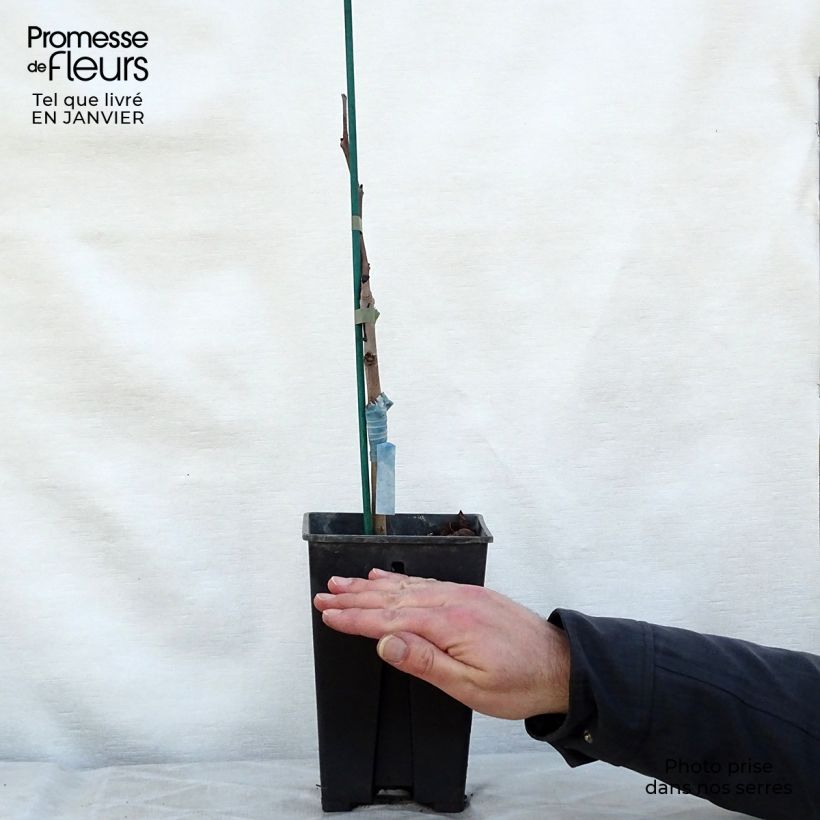 Amostra de Asimina Prima 1216 - Pawpaw Vaso de 2 L/3 L tal como entregue no inverno