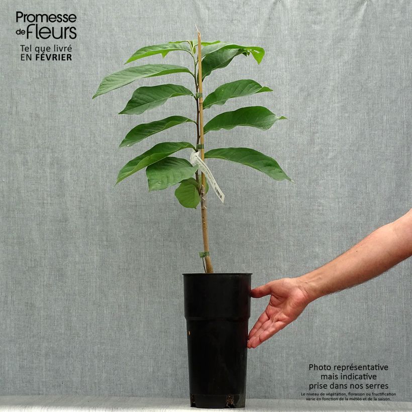 Amostra de Pawpaw Prima 1216 Vaso de 4 L/5 L tal como entregue no outono